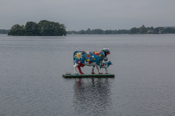 Eine Kuh mit Kalb auf dem See???