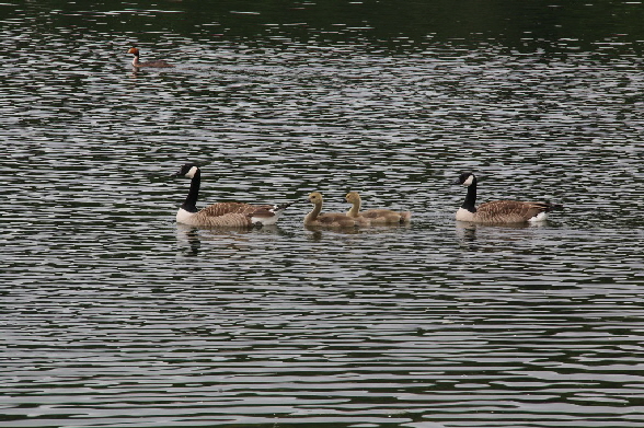 Entenfamilie auf dem Wasser