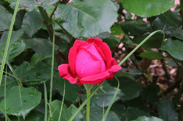 Eine frhe Rose mit Tautropfen
