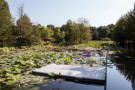 Der See mit den Lotusblüten