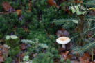 Pilzkulturen im Langeberger Forst