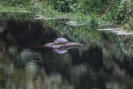 Eine Wasserschildkröte im Schlossteich