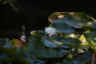 Seerosen im Gartenteich