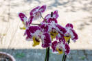 Ein dankbares Motiv für den Fotografen, eine schöne Orchidee