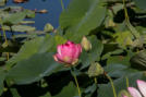 Eine wunderschöne Lotusblüte