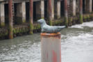 Der Seehund auf der Dalbe im Hafen