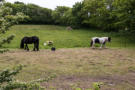 Pferdeweide in Keitum