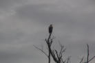 Der Seeadler auf seiner Warte